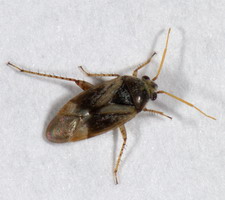 Imago