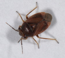 Imago