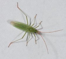 Imago