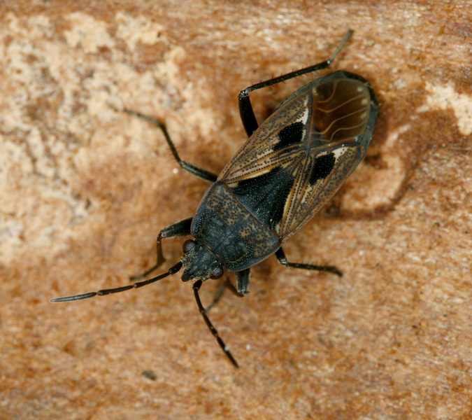Lygaeidae