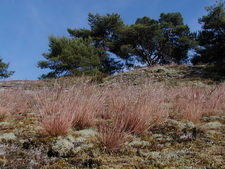Typisk biotop: Dueodde (B)