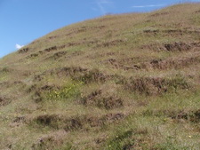 Typisk biotop: Marie Magdalene (EJ)