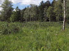 Typisk biotop: Jenskr, Silkeborg (EJ)