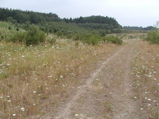 Typisk biotop: Smedegård, Linå (EJ)