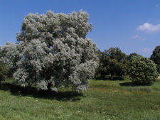Typisk biotop: Bogn�s, Roskilde (NEZ)