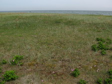 Typisk biotop: Ajstrup Strand (EJ)