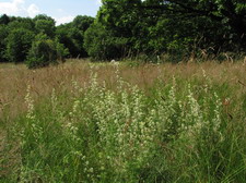 Typisk biotop: Sortesti, Roskilde (NEZ)