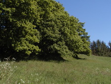 Typisk biotop: Laven (EJ)