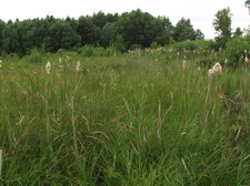 Typisk biotop: Allestrupgrd plantage (EJ)