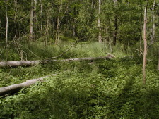 Typisk biotop: Stubberup (NEZ)