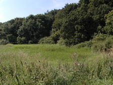 Typisk biotop: Boserup Skov (NEZ)