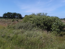 Typisk biotop: Melby Overdrev (NEZ)