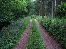 Typisk biotop: Vester Lovnk�r (NEJ)