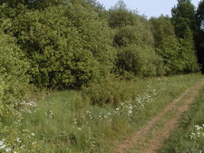 Typisk biotop: Lindholm Odde, Gl. Rye (EJ)