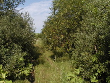 Typisk biotop: Amager Huse, Osted (NEZ)
