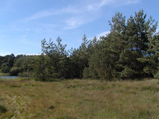 Typisk biotop: S�nderland, R�m� (SJ)