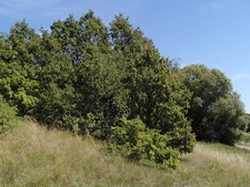 Typisk biotop: Kalundborg (NWZ)