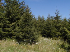 Typisk biotop: Pomphole (WJ)