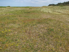 Typisk biotop: Flyvesandet, Agerns (F)