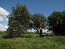 Typisk biotop: Kasted Mose (EJ)