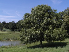 Typisk biotop: Bogns, Roskilde (NEZ)