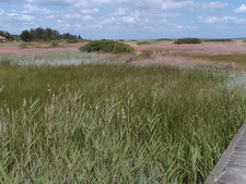 Typisk biotop: Norsminde Fjord (EJ)