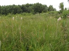 Typisk biotop: Allestrupgaard Plantage (EJ)
