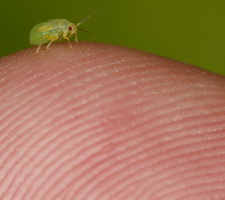 Nymfe p fingerspids