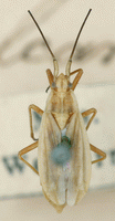 Imago: Prpareret individ