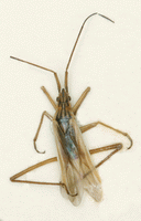 Imago: Pr�pareret individ