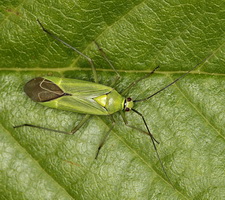 Imago