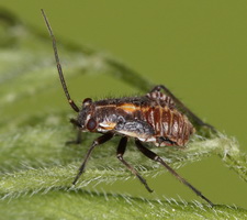 Nymfe efter angreb af parasitisk larve. Bemrk "hullet" i venstre side, hvor larven har forladet vrten