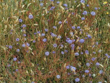 Vrtsplante: Blmunke