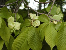 Vrtsplante: Elm