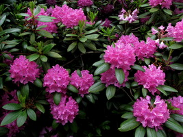 Værtsplante: Rhododendron
