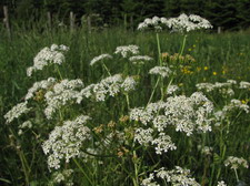 V�rtsplante: Vild k�rvel