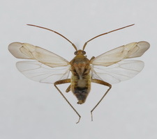 Udspilet individ