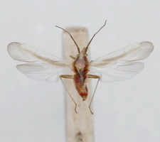 Udspilet individ