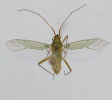 Udspilet individ