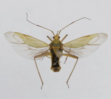 Udspilet individ