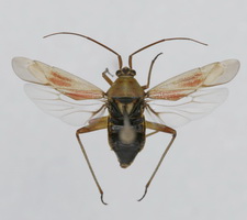 Udspilet individ