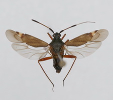 Udspilet individ