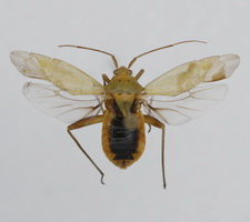 Udspilet individ