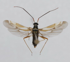 Udspilet individ