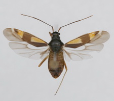 Udspilet individ