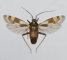 Udspilet individ