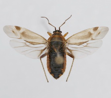 Udspilet individ