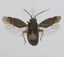 Udspilet individ