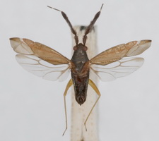 Udspilet individ