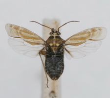 Udspilet individ